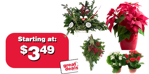 Holiday Live Goods